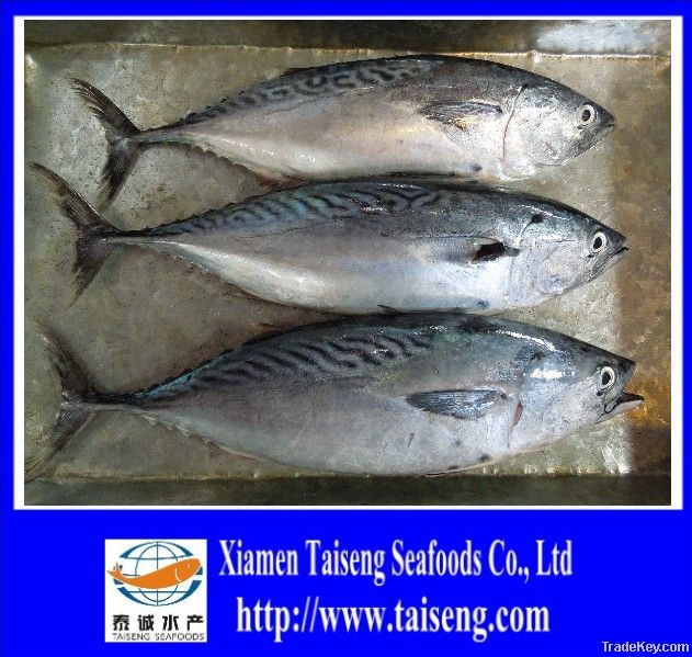 Good Quality Whole Round Frozen Bonito