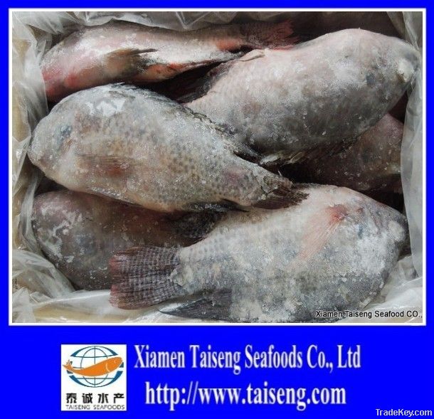 frozen tilapia whole round