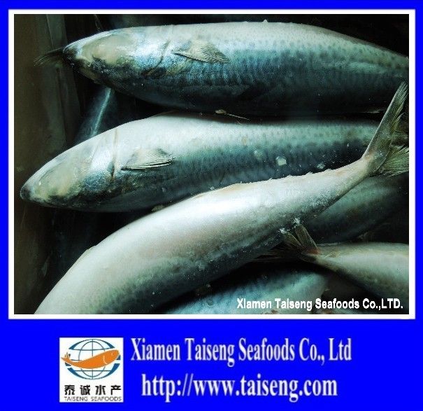 frozen mackerel pacific mackerel