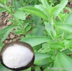 Stevia Leaf Extract