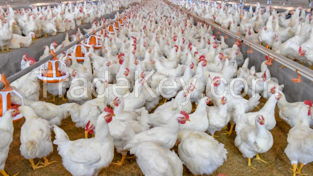 Wholesale Suppliers of Broiler Chicken