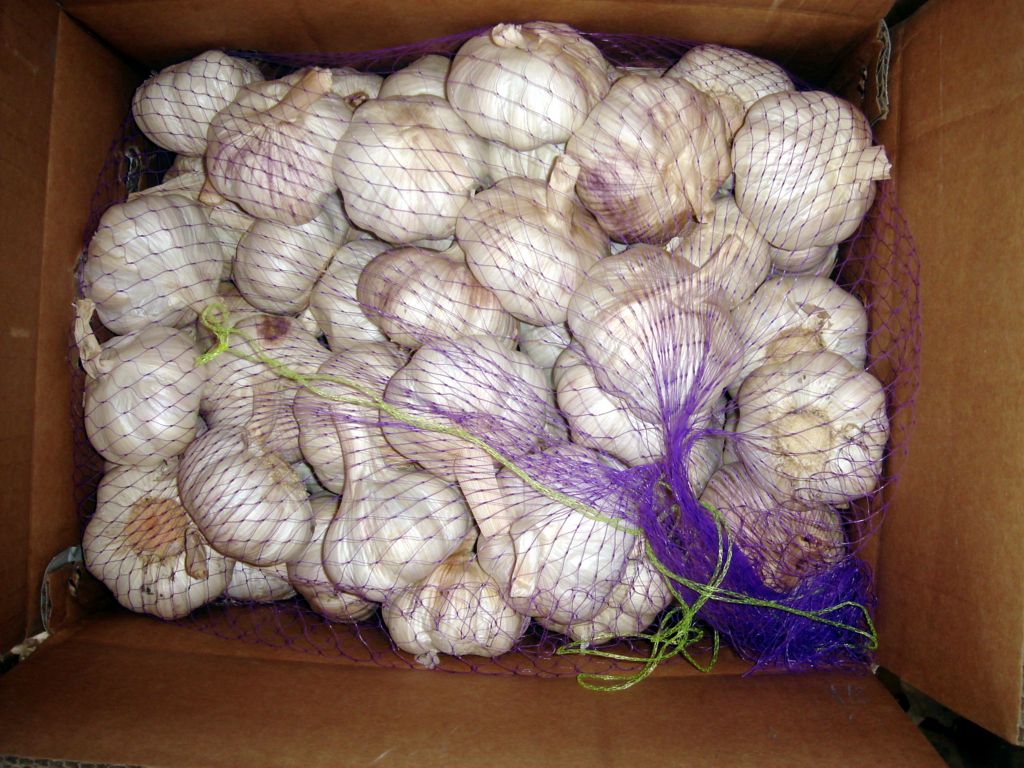 White Garlic