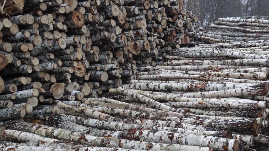 Baltic birch saw logs and puplwood