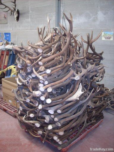 Deer Antlers