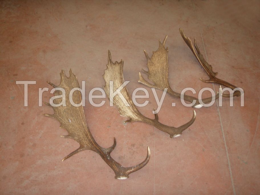 Fallow Deer Antlers