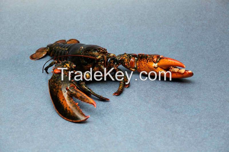 Live Hardshell Lobster