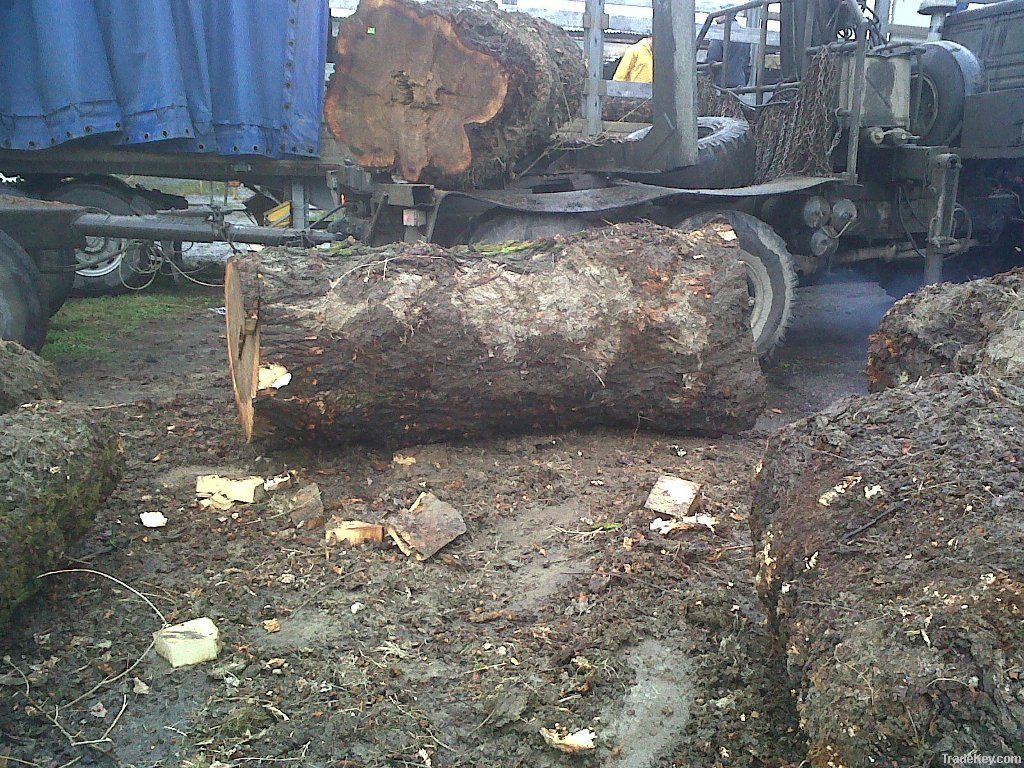 Poplar Burl Logs