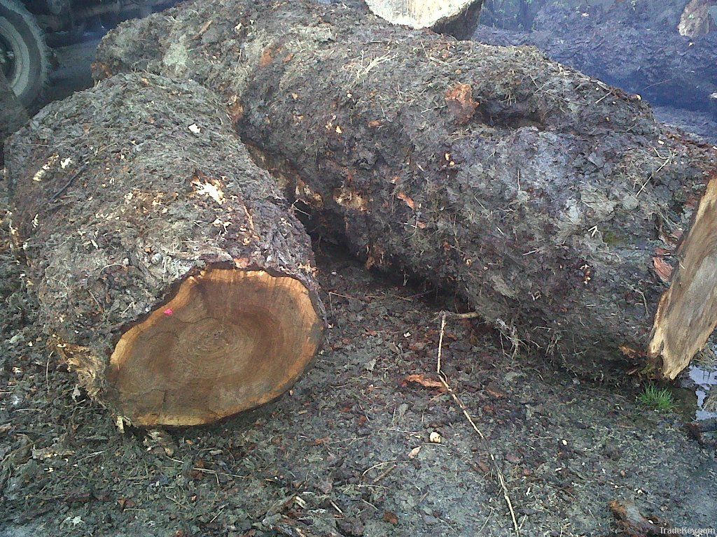 Poplar Burl Logs