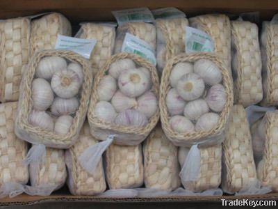 pure white fresh garlic