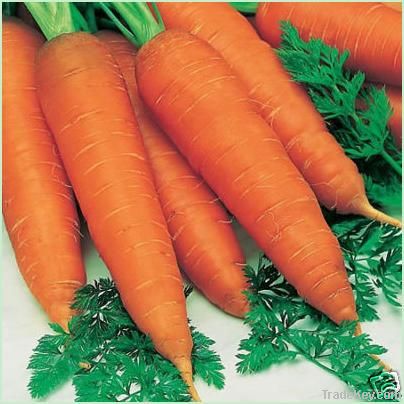 fresh carrot