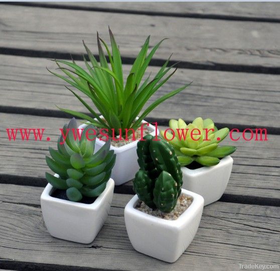 artificial cactus plants