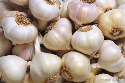 China fresh garlic with best price different sizes