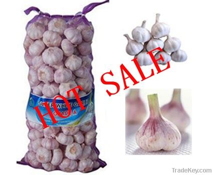 China fresh garlic with best price different sizes