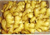 China fresh ginger, fresh ginger, 150g up fresh ginger