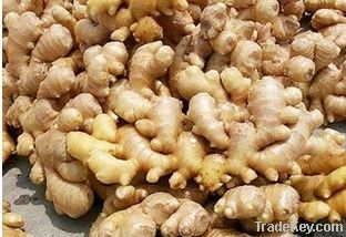 China fresh ginger, fresh ginger, 150g up fresh ginger