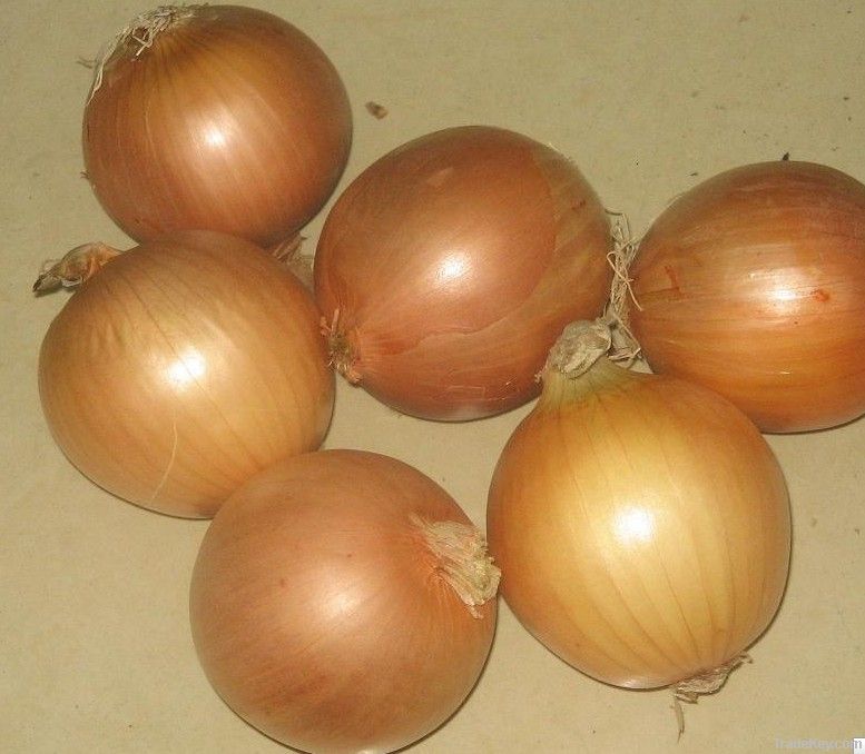 2014 fresh onion