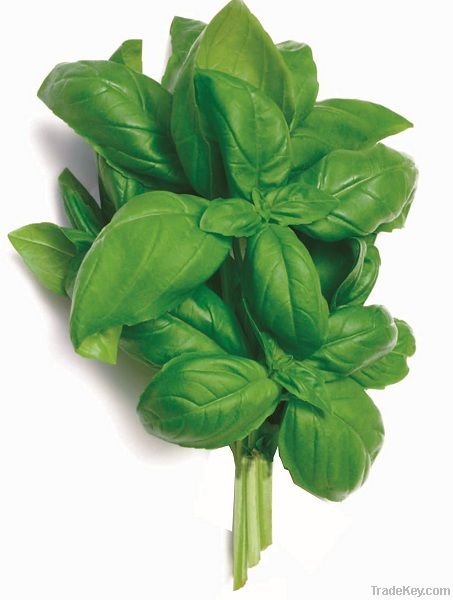 green basil