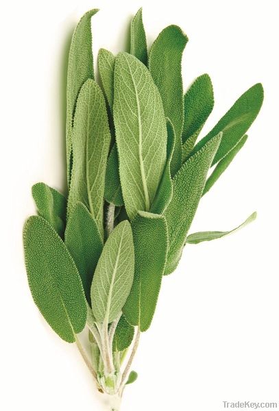 sage herb