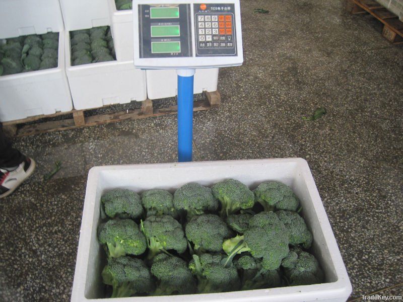 Chinese fresh green broccoli of 2012