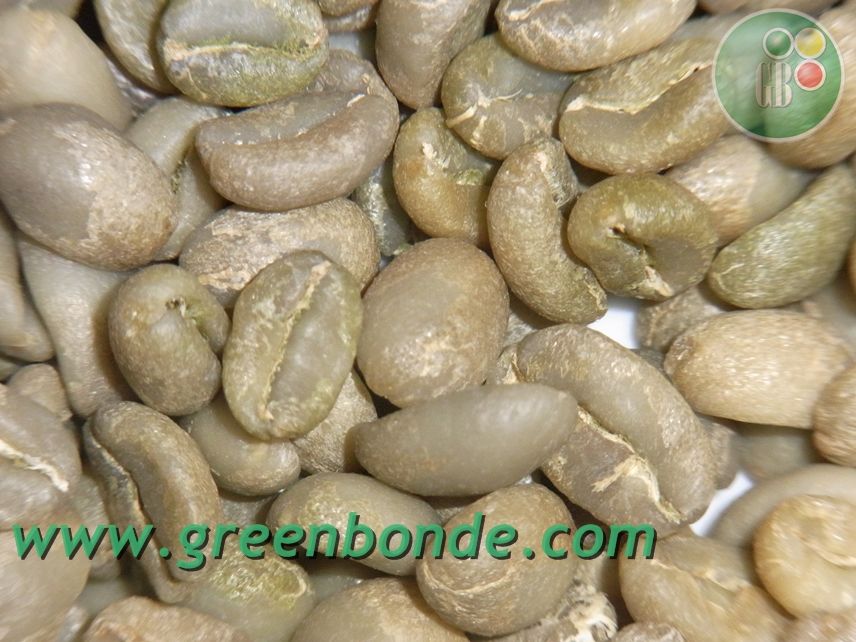  Export Green Coffee Beans | Green Coffee Bean Importer | Green Coffee Beans Buyer | Buy Green Coffee Beans | Green Coffee Bean Wholesaler | Green Coffee Bean Manufacturer | Best Green Coffee Bean Exporter | Low Price Green Coffee Beans | Best Quality Gre