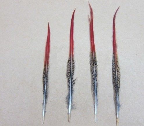 pheasant tail, golden pheasant tail, silver pheasant tail,