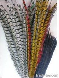 pheasant tail, golden pheasant tail, silver pheasant tail,