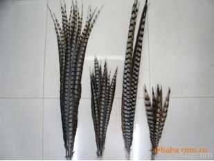 pheasant tail, golden pheasant tail, silver pheasant tail,