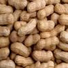 PEANUTS (MOONG PHALEE)