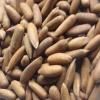 PINE NUTS (CHILGOZA)