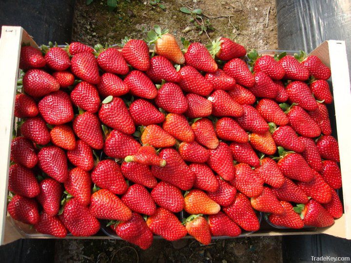 fresh strawberry