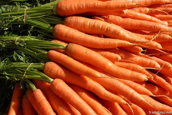 fresh carrot