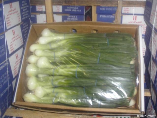 fresh spring onion