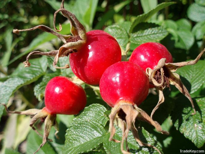 Rose Hip Extract