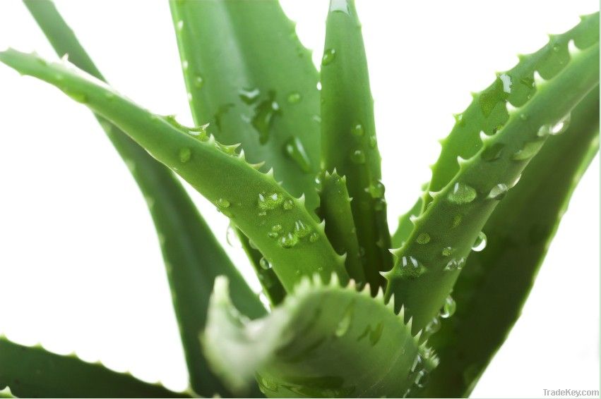 Aloe Vera Extract