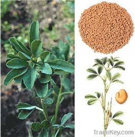 Fenugreek seed Extract