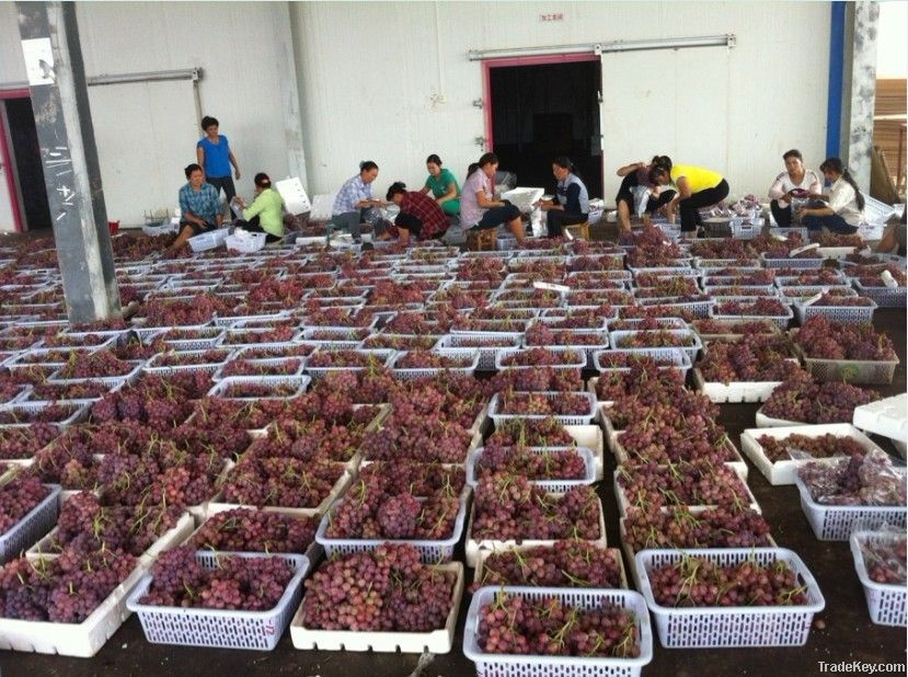 Fresh Red/Purple Grapes