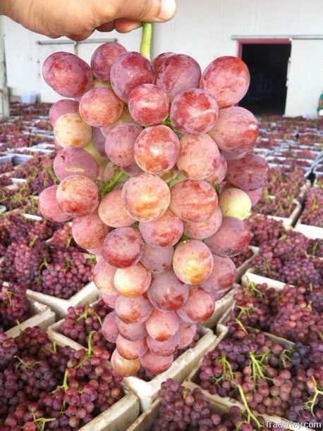 Fresh Red/Purple Grapes