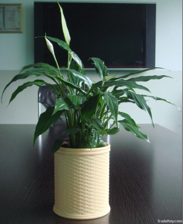 Round rattan plaited articles plastic flowerpot