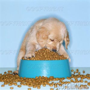 dog, cat , fish pet food processing line equipment