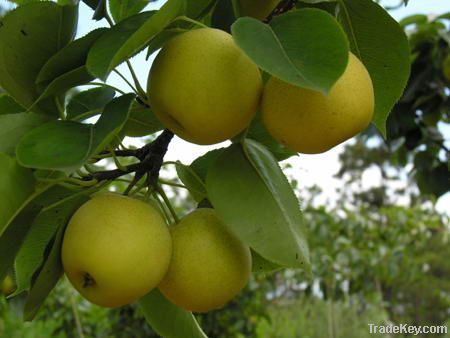fresh golden pear