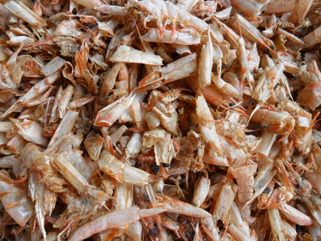 dry shrimp shells for make chitin,chitosan,glucosamine