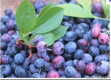 Bilberry extract