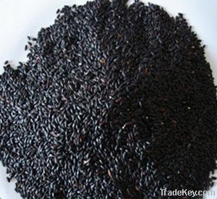 Black Rice extract anthocyanins