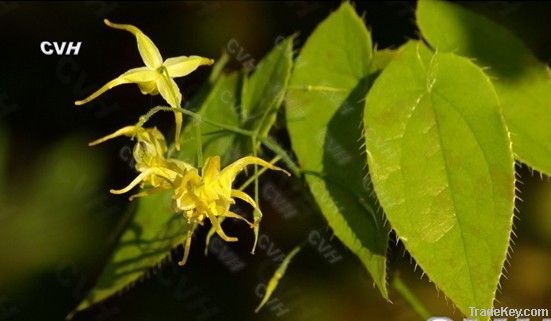 Epimedium Extract icariin
