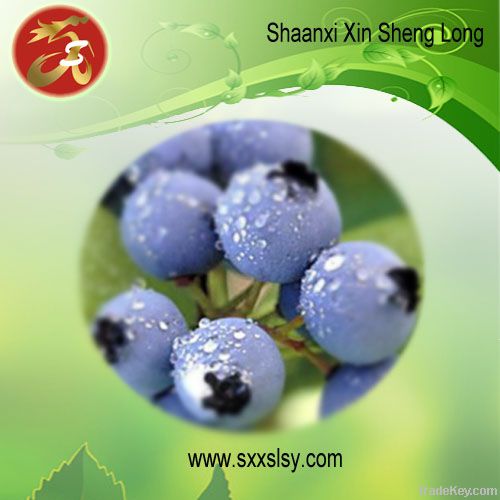 Bilberry Extract|Anthocyanidins