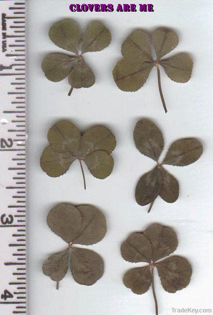 Four Leaf Clovers