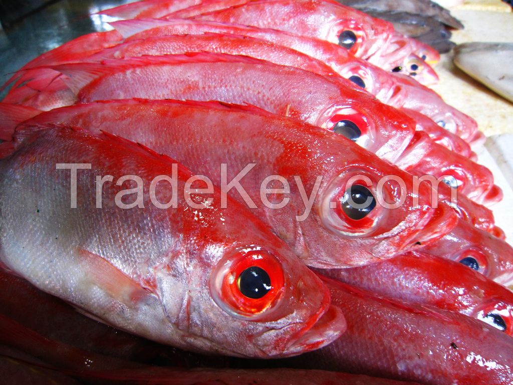 Frozen Tongue Sole, Cuttle Fish, Ribbon, Yellow Crocker, Pomfret, and Sea Shrimps.