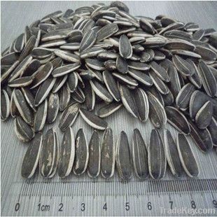 new crop  sunflower seeds