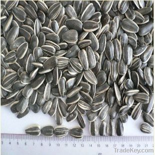 new crop spicy  sunflower seeds