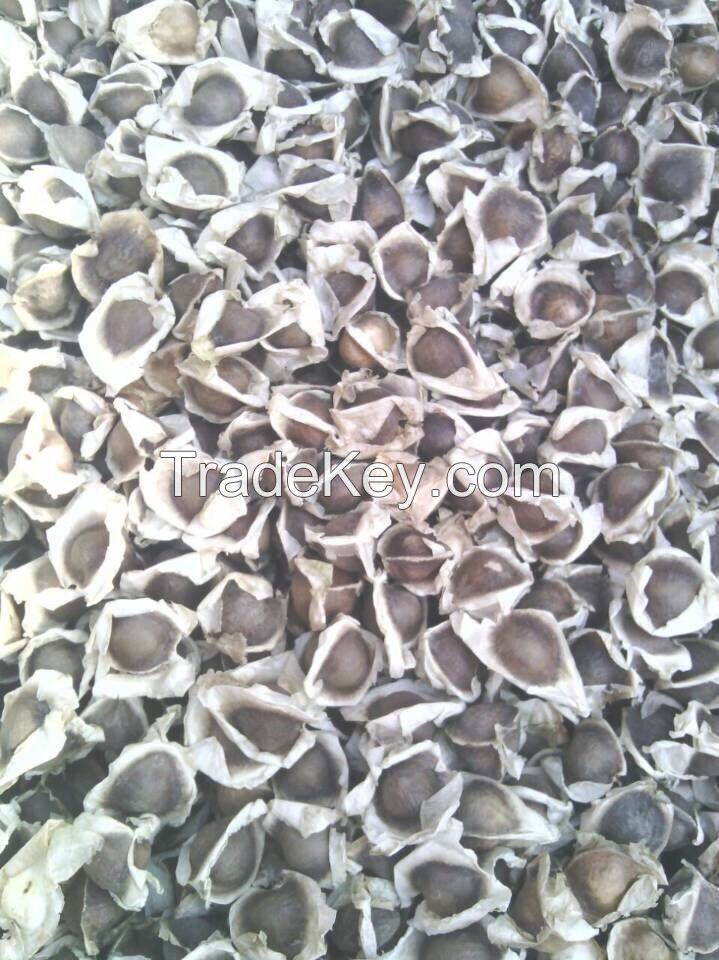 MORINGA SEED